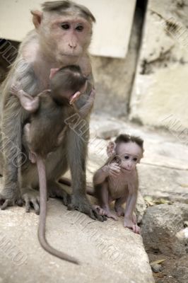 Monkey Macaca Family in Indian Town