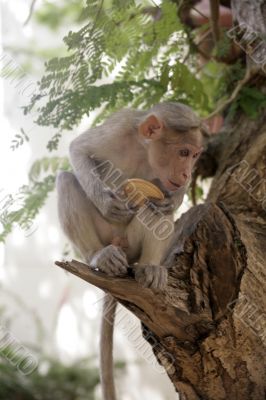 Monkey Macaca in India