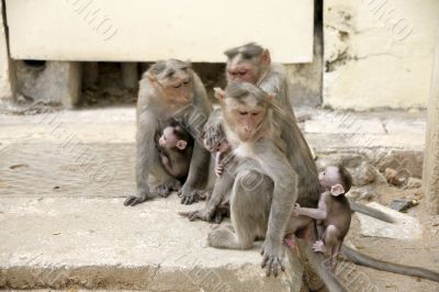 Monkey Macaca Family in Indian Town