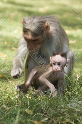 Monkey Macaca in India