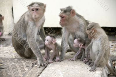 Monkey Macaca Family in Indian Town