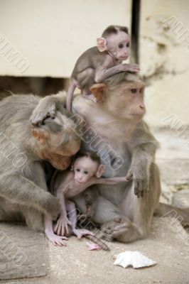 Monkey Macaca Family in Indian Town