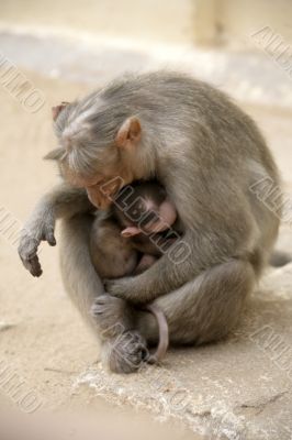 Monkey Macaca Family in Indian Town