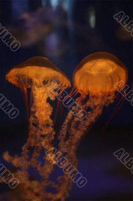 Sea Nettle Jellyfish