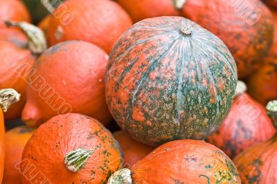 Pumpkin