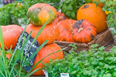 Pumpkin