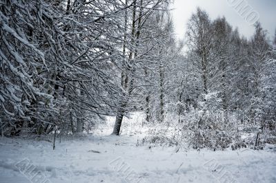 Winter landscape
