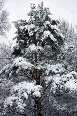 Winter fir