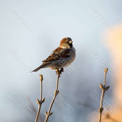 Spring sparrow