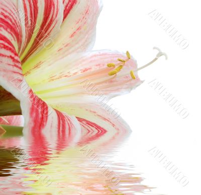 Lilly
