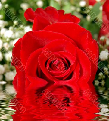 Red rose