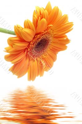 Flower Gerbera
