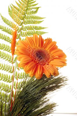 Flower Gerber