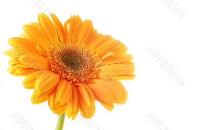 Flower Gerber