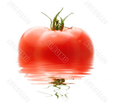 Fresh Red Tomato