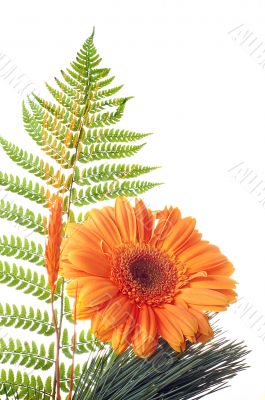 Flower Gerbera