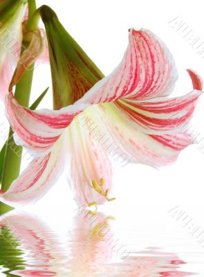 Lilly