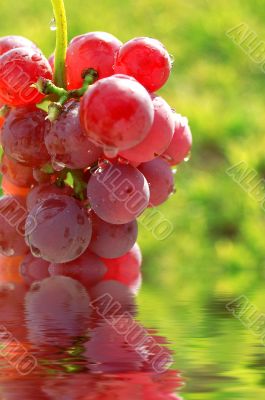 Red grapes