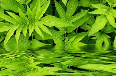 Green leafs