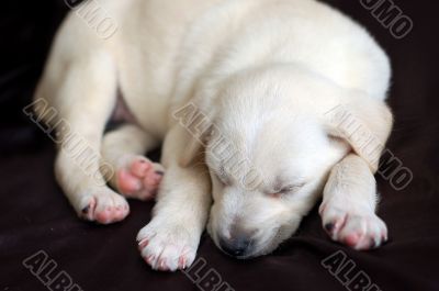 Sleeping Labrador puppy