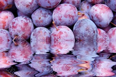 Plum