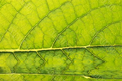 GREEN LEAF BACKGROUND