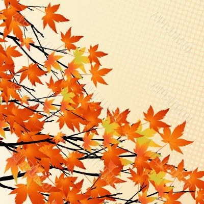 autumn leaves