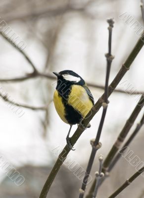 Titmouse on the branch