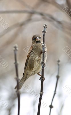 Sparrow on the branch