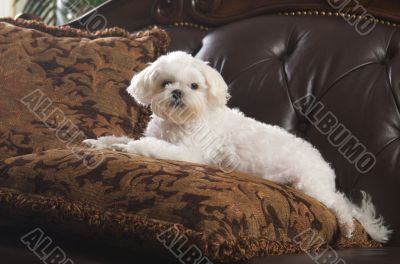 Maltese Puppy Relaxing