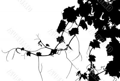 Grape Vine Isolated