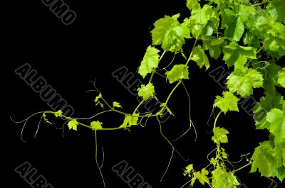 Grape Vine Isolated