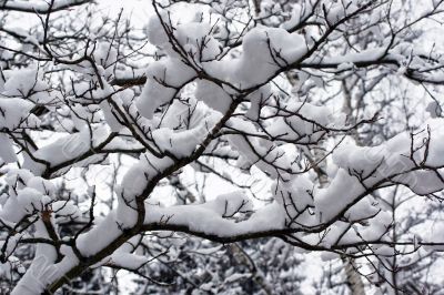 Winter tree