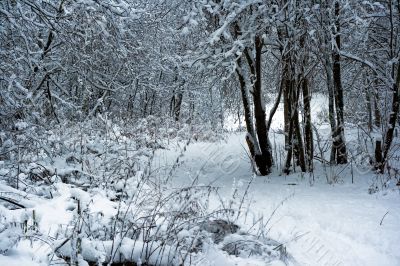Winter snowy forest