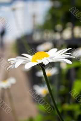 camomile