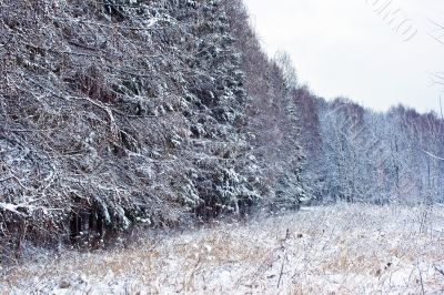 Winter snowy forest
