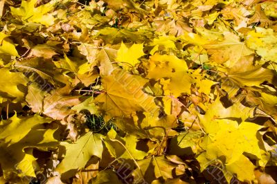 Maple leaves background
