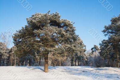 Pine-tree in winter