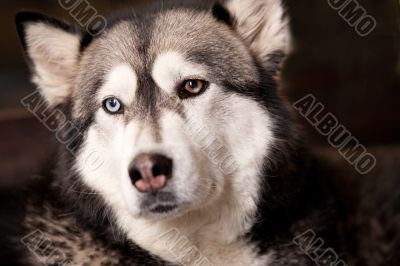 Crossbreed dog between husky and malamut looking tyred