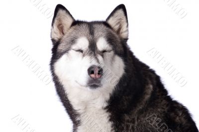 Crossbreed dog between husky and malamut enjoying