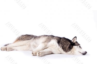 Crossbreed dog between husky and malamut laying on the floor