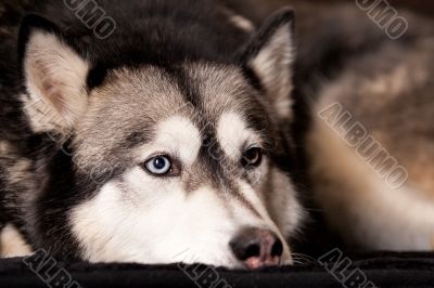 Crossbreed dog between husky and malamut laying down