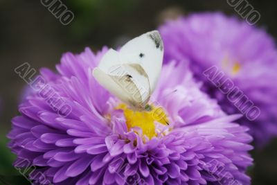 White butterfly