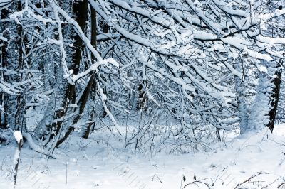 Winter forest