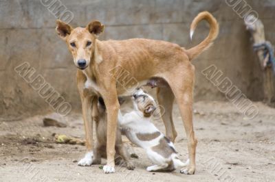 dog nursing it`s young