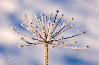 Winter grass