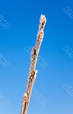 hoarfrost on the branch