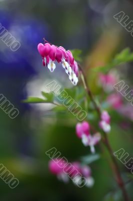 Dicentra spectabilis