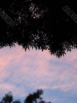 silhouette tree and sunset cloud