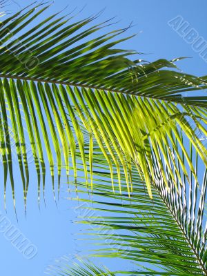 palm tree and blue sky